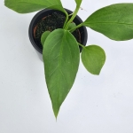 Anthurium vittarifolium