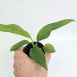Anthurium vittarifolium
