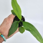 Anthurium vittarifolium