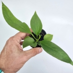 Anthurium vittarifolium