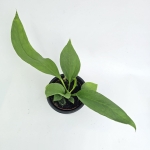 Anthurium vittarifolium