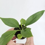 Anthurium vittarifolium