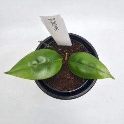Hoya Hoja paziae / Hoya cv. Iris Marie