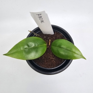 Hoya callistophylla Black Cat (1) (1) (1)