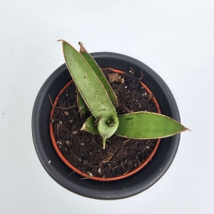Sansevieria trifasciata 'Swan Dancer'