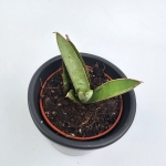 Sadzonka Sansevieria Swan Dancer.jpg