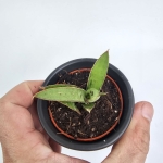 oferowana Sansevieria Swan Dancer.jpg