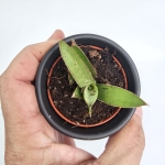 Sansevieria Swan Dancer zbliżenie.jpg