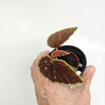 Begonia Darthvaderiana Green Spots