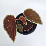 Begonia Darthvaderiana Green Spots