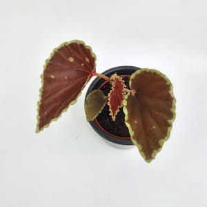 Begonia Chayo (1)