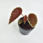 Begonia Darthvaderiana Green Spots