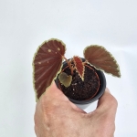 Begonia Darthvaderiana Green Spots