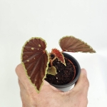Begonia Darthvaderiana Green Spots