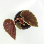 Begonia Darthvaderiana Green Spots