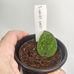 Scindapsus Wallet Sakti w doniczce.jpg