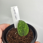 Oferowany Scindapsus Wallet Sakti.jpg