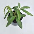 Anthurium Polyschistum