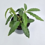 Anthurium Polyschistum