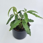 Anthurium Polyschistum