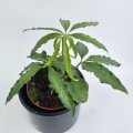 Anthurium Polyschistum
