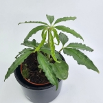 Anthurium Polyschistum