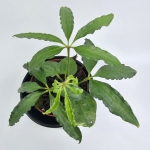 Anthurium Polyschistum