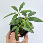 Anthurium Polyschistum