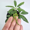 Anthurium Polyschistum