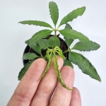 Anthurium Polyschistum