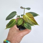 Philodendron El Choco Red
