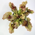 Sarracenia purpurea var. montana