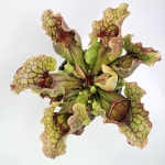 Sarracenia purpurea var. montana