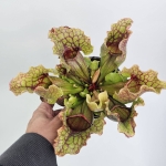 Sarracenia purpurea var. montana