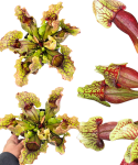 Sarracenia purpurea var. montana L