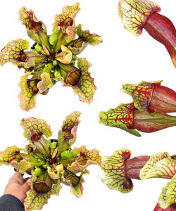 Sarracenia purpurea var. montana L