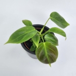 Philodendron esmeraldense