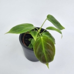Philodendron esmeraldense