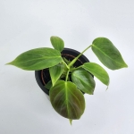 Philodendron esmeraldense