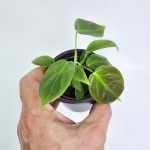 Philodendron esmeraldense