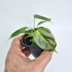 Philodendron esmeraldense