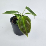 Philodendron esmeraldense