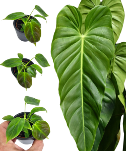 Philodendron esmeraldense S