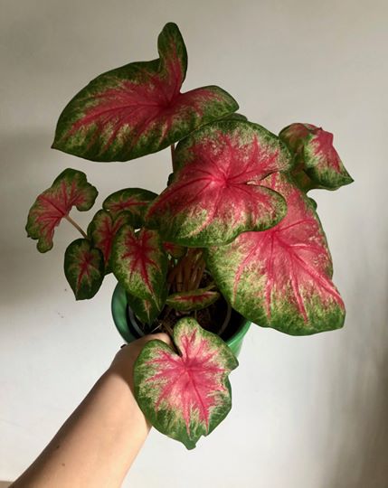 Caladium 'Rosebud' S