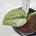 Scindapsus Kalimantan Tricolor S
