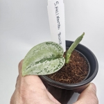 Scindapsus Kalimantan Tricolor S