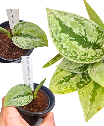 Scindapsus Kalimantan Tricolor