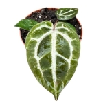 Anthurium Red Crystallinum