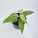 Ficus Snowstorm
