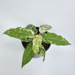 Ficus Snowstorm
